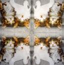 999.085 Katzen (85)